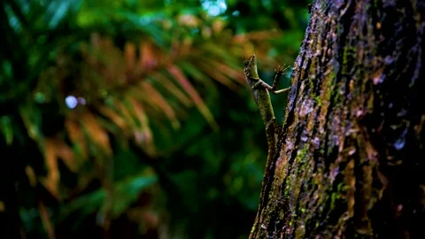 Andaman's landscape Stock-Footage 244449519