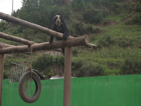Andean Bear climbs down Stock Footage 77137408