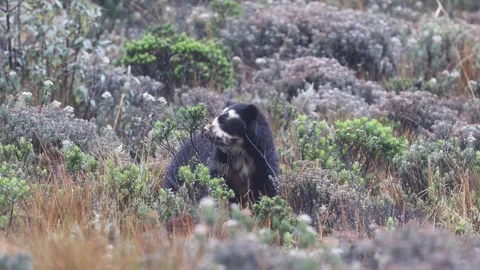 Andean Bear Feeding in High Páramo of Cayambe-Coca, Ecuador (1080p) Stock Footage 320429164