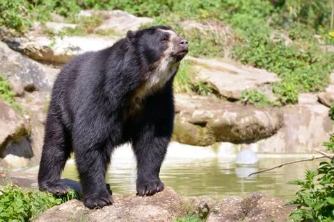 Andean bear Stock Photos