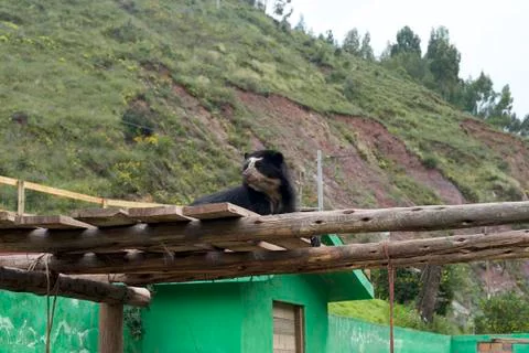 Andean Bear Stock Photos