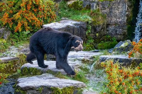 Andean bear on some rocks Stock Photos