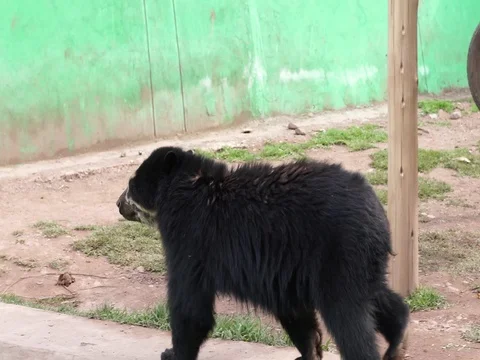 Andean Bear walking Stock Footage 77133570