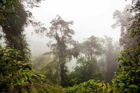 Andean cloud forest Stock Photos