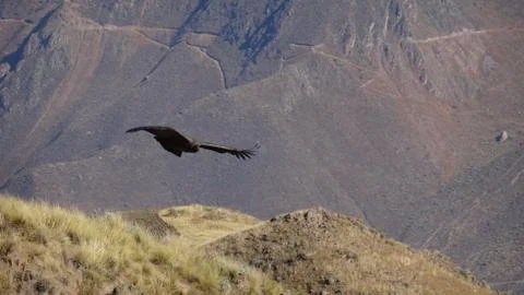 Andean Condor, Chivay Peru Stock Photos