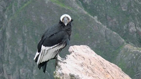 Andean condor close up resting on a stone Stock Footage