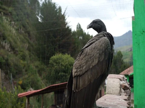 Andean Condor Flight Stock Footage 77134666