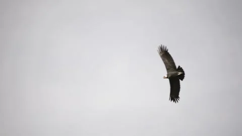 Andean condor in flight Stock Footage 156574533