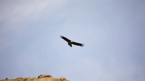 Andean condor flying in the sky Stock Footage 156574335