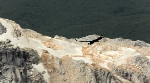 Andean condor Stock Footage 22664674