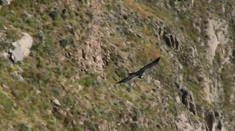 Andean Condor Stock Footage 55774403