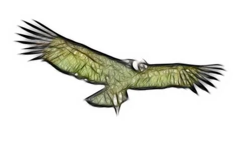 Andean condor isolated Ilustração Stock