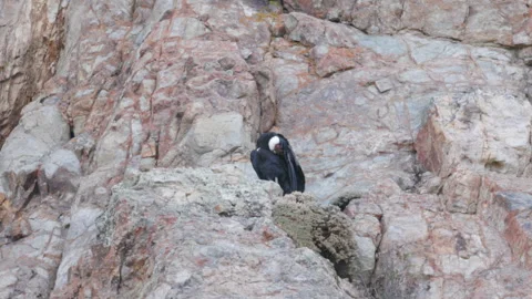 Andean condor perching on a ledge of a cliff preens its wing at los glaciares Stock Footage 292465305