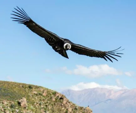 Andean condor in the peruvian mountains Stock Photos