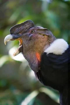 Andean Condor Stock Photos
