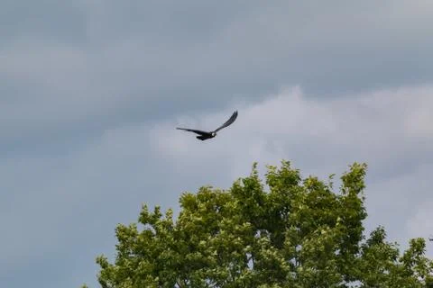 Andean condor Stock Photos