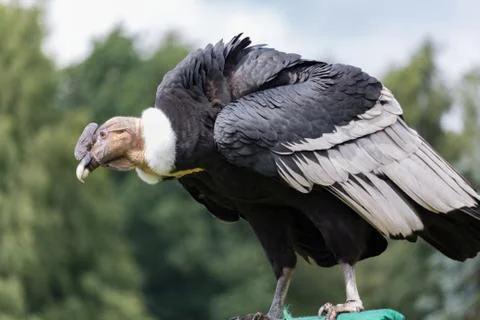 Andean condor Stock Photos