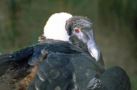 Andean condor Stock Photos