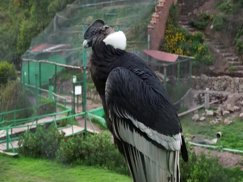 Andean Condor in profile Stock Footage 77136536