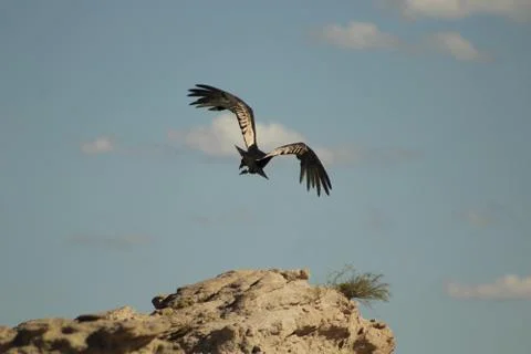 Andean condor taking off from a rock in Argentina Stock Photos