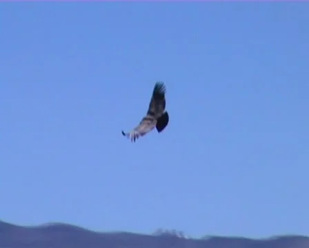 Andean Condor (Vultur gryphus) Stock Footage