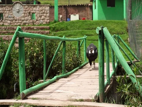 Andean Condor walking Stock Footage 77136884