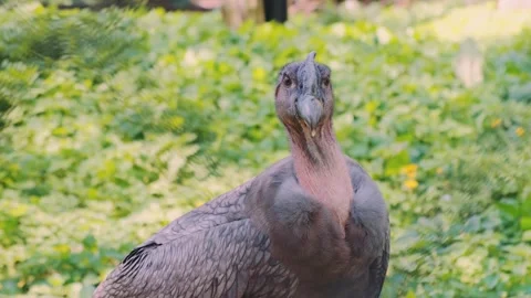 Andean Condor Walking Through Dense Vegetation in Forest Stock Footage 342713926