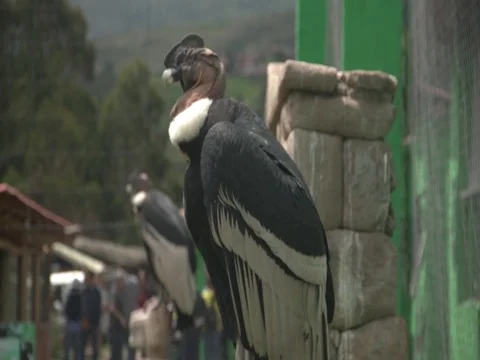 Andean Condors Stock Footage 77137343