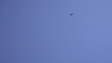 Andean Condors Stock Footage 192900328