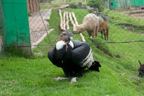 Andean Condror Stock Photos