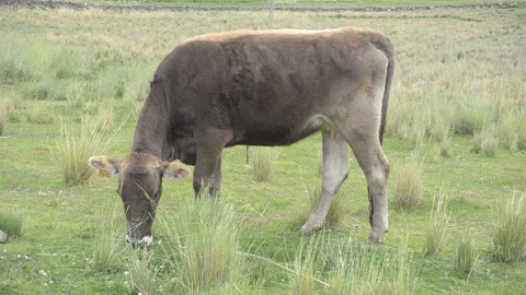 Andean cow Stock Footage 112209965