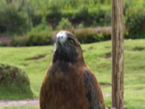 Andean Eagle Close-Up, Peru Stock Footage 76914405