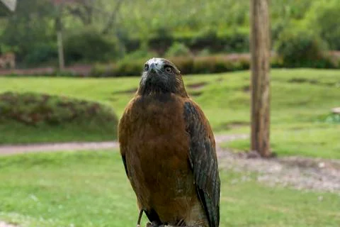 Andean Eagle Stock Photos