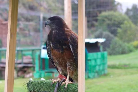 Andean Eagle Stock Photos