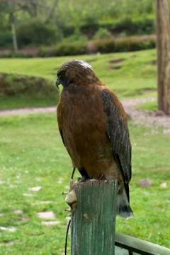Andean Eagle Stock Photos