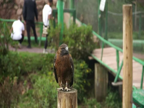 Andean Eagle wide shot Stock Footage 77135073