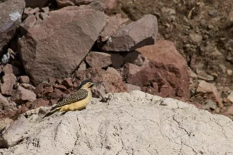 Andean Flicker Stock Photos