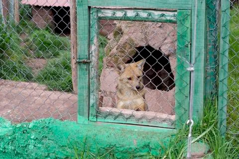 Andean Fox Stock Photos