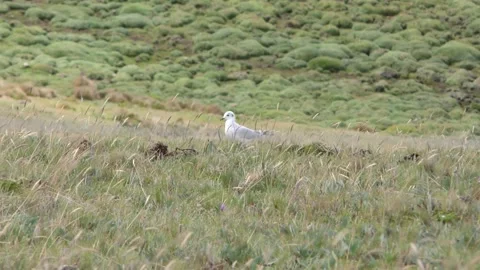 Andean Gull Pair Walking Moving in Paramo Andes Mountains on Windy Day Vídeo Stock 132140422