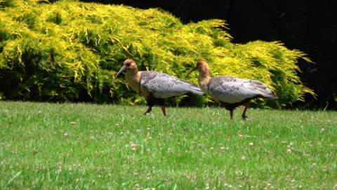 Andean ibis walking on grass Stock Footage 295886868