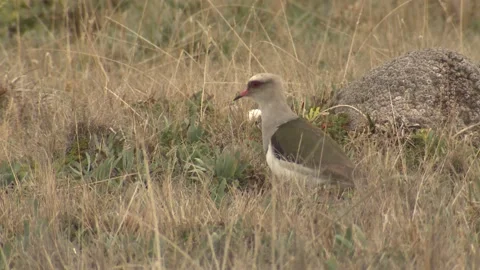 Andean Lapwing Bird Walking Moving in Paramo Grassland Ecuador Vídeo Stock 132096987