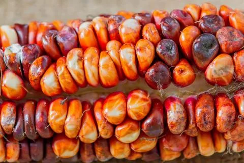 Andean maize - red-macro Stock Photos