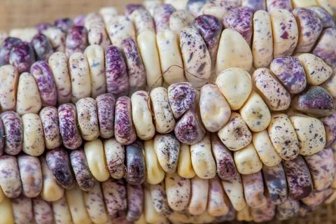 Andean maize - white -macro Stock Photos