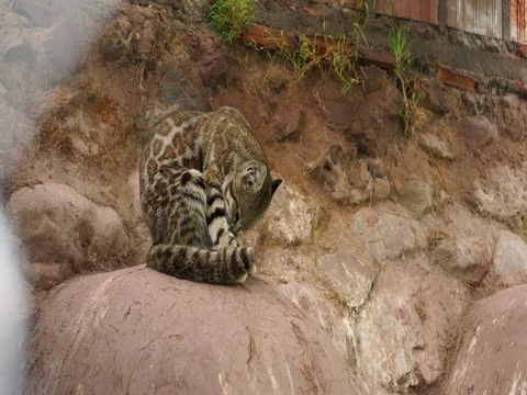 Andean Mountain Cat Stock Footage 77134283