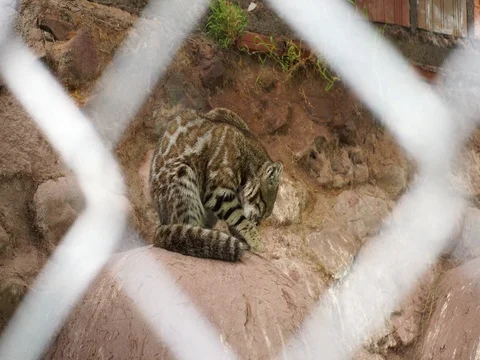 Andean Mountain Cat Stock Footage 77147030