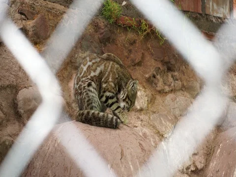 Andean Mountain Cat, Peru Stock Footage 76916327