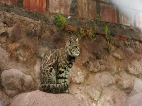 Andean Mountain Cat, Peru Stock Footage 76916363