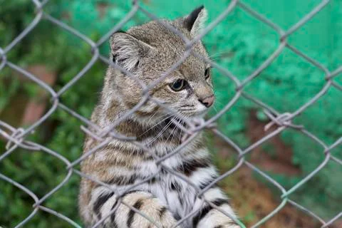 Andean Mountain Cat Stock Photos