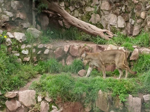 Andean Puma Stock Footage 76916785