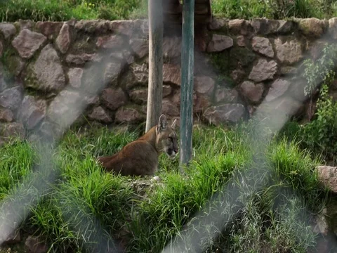 Andean Puma lying down Stock Footage 77133854